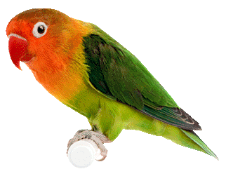 parrot